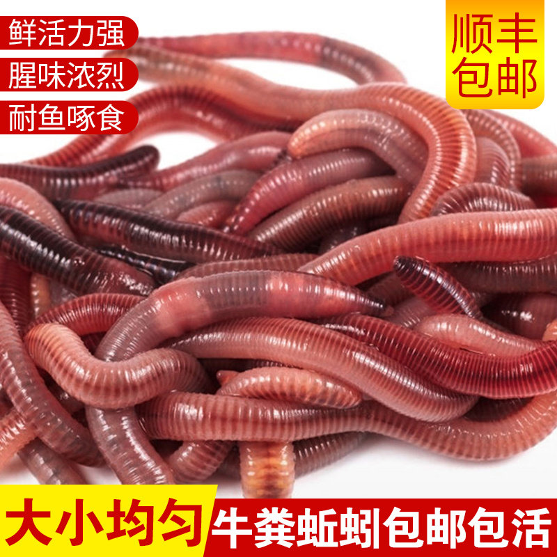 蚯蚓活饵鲜活盒装牛粪红虫垂钓鱼饵料鲤鲫鲮通杀野钓黑坑鱼食龟食图片
