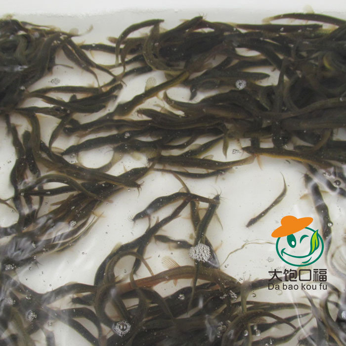 小泥鳅苗喂鱼钓鱼筏钓 鱼饲料 活体龙鱼乌龟鹦鹉鳄龟代鱼泥鳅图片