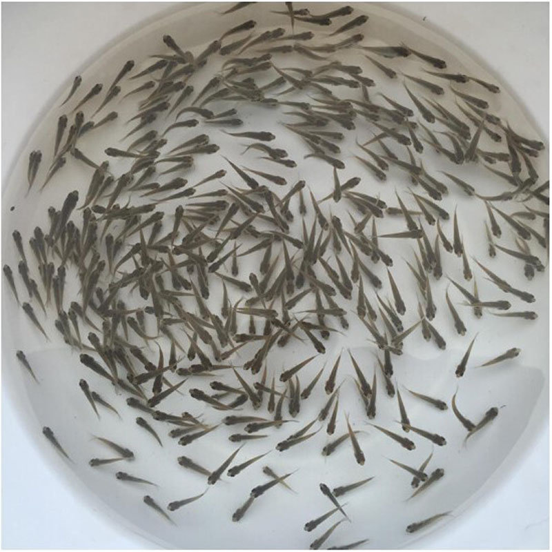 鱼活体鱼苗饲料鱼麦穗鱼淡水养殖小鱼苗龙鱼饲料活体鳄龟乌龟图片