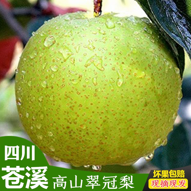 正宗四川广元苍溪青皮翠冠梨子非皇冠绿宝石苹果梨应季新鲜包邮