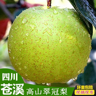 正宗四川广元苍溪青皮翠冠梨子非皇冠绿宝石苹果梨应季新鲜包邮