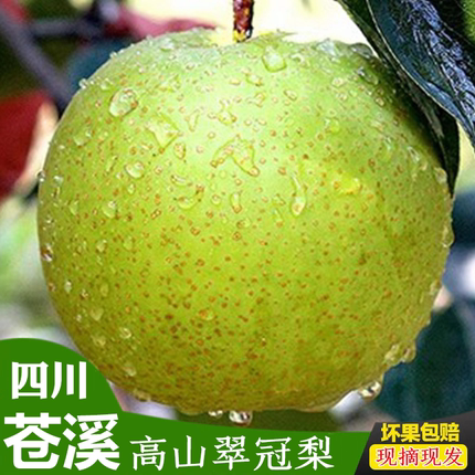 正宗四川广元苍溪青皮翠冠梨子非皇冠绿宝石苹果梨应季新鲜包邮