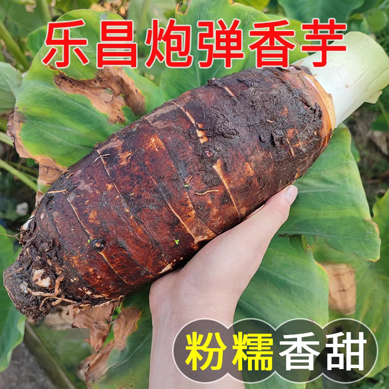 乐昌张溪香芋新鲜现挖蔬菜正宗韶关特产槟榔芋特大芋头10斤包邮