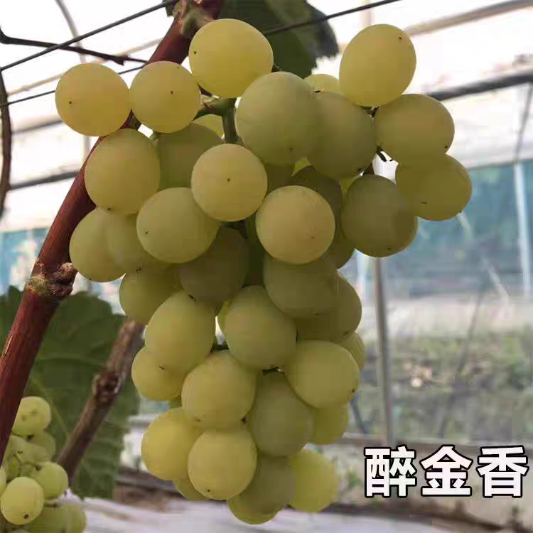 醉金香奶油葡萄新鲜葡萄当季孕妇水果山东巨峰玫瑰香培育品种香甜