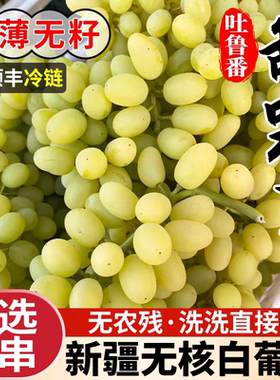 新疆吐鲁番葡萄新鲜无籽无核白水果当季甜马奶提子子青提顺丰