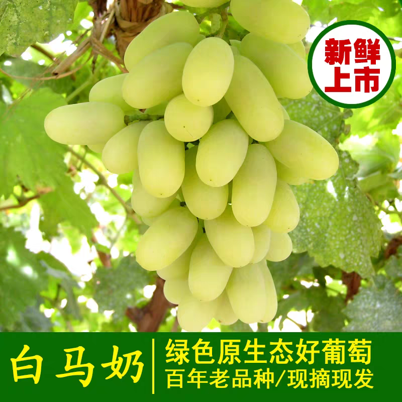 正宗白马奶葡萄 新鲜青提子牛奶马奶绿葡萄孕妇水果脆甜多汁