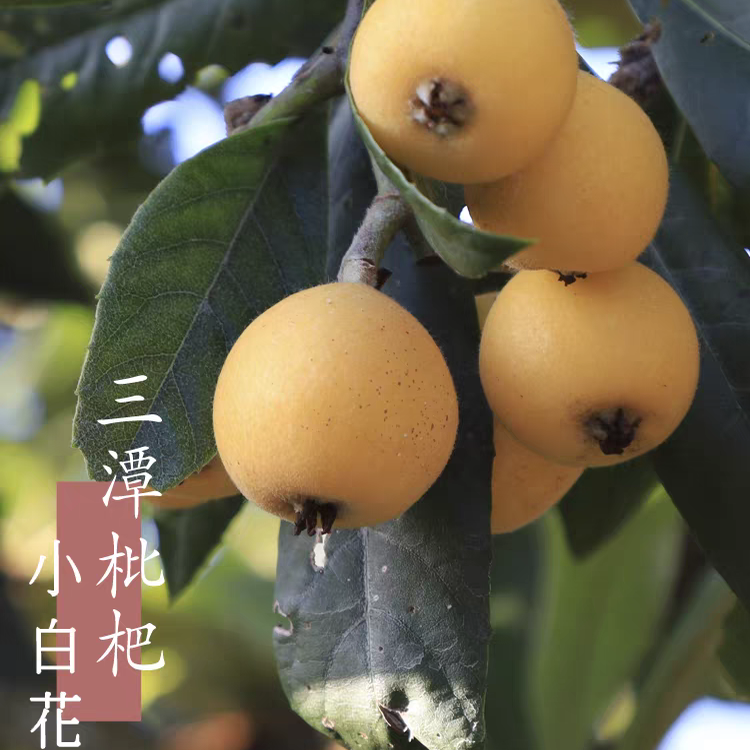 小白花｜三潭枇杷白沙安徽黄山歙县新鲜现摘水果土白花孕妇水果