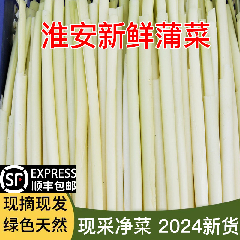 蒲菜2024年新鲜时令野菜茭白淮安特产蒲笋蒲儿菜净菜苏北农家蔬菜