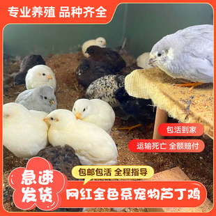 芦丁鸡网红宠物活体鸡全色系观赏养鸡下蛋成鸡超可爱小鸡