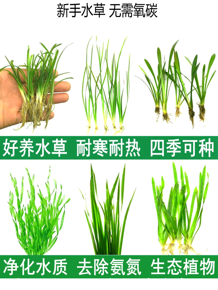 大小水兰细叶溪流生态鱼池鱼草缸鱼缸装饰造景水草真绿植物全套餐 宠物/宠物食品及用品 水草 原图主图