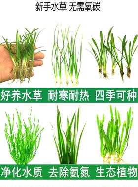 鱼缸水草溪流原生缸造景植物
