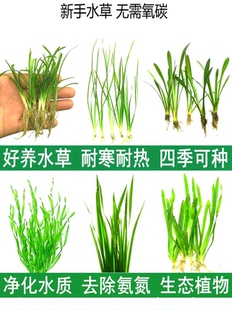 大小水兰细叶溪流生态鱼池鱼草缸鱼缸装 饰造景水草真绿植物全套餐