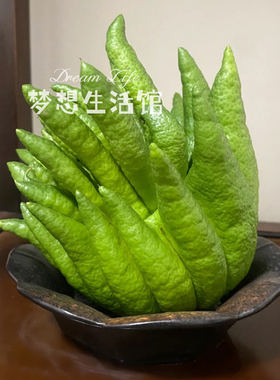 佛手柑托盘器皿中式复古做旧禅意风养佛手专用摆放盘花器花盆花瓶