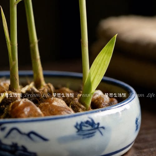 禄根花盆椭圆形陶瓷青花瓷中式古风福禄绿植大口径无孔水培器皿