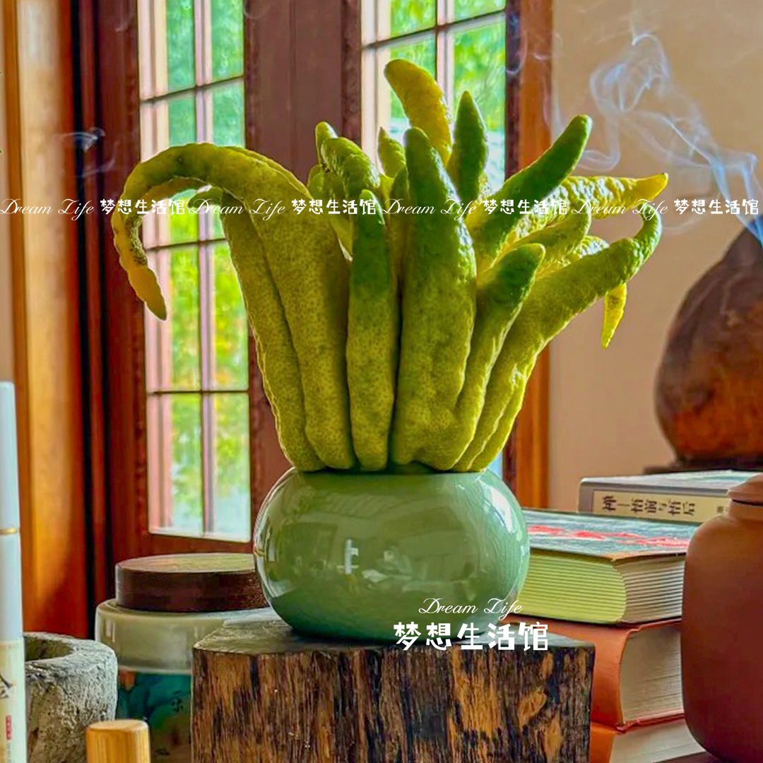 佛手柑托盘陶瓷高颜值禅意花盆香橼葫芦底座养佛手柑的托盘可水培