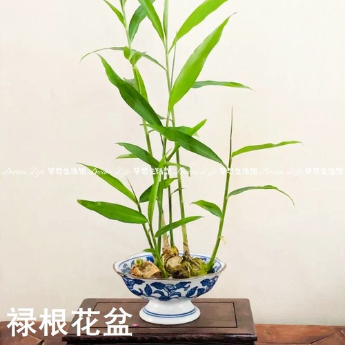 禄根花盆中式禅意国风手绘陶瓷高脚器皿水培生姜绿植水养桌面花盆