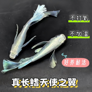 长鳍天使之翼观背青鳉鱼卵 球体种鱼好养耐活 广温鱼古法缸观赏鱼