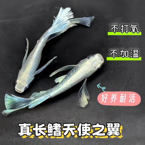 真长鳍天使之翼观背青鳉鱼古法缸