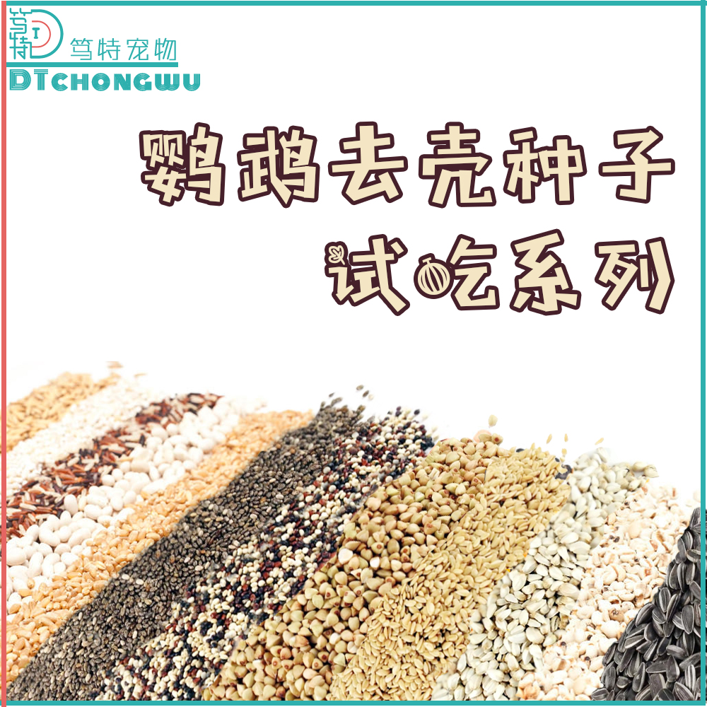 鹦鹉小鸟各类种子谷物试吃