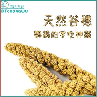 笃特宠物新鲜天然谷穗鹦鹉零食黄谷穗鸟粮带壳谷子仓鼠松鼠互动