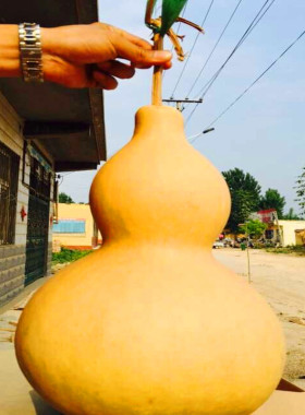 吉万年精品天然大葫芦