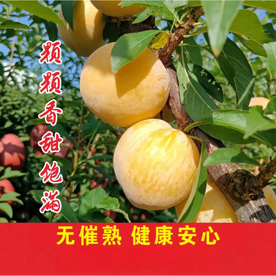超好吃广东韶关乐昌九峰山正宗黄金奈李脆甜多汁纯甜无酸送礼佳品