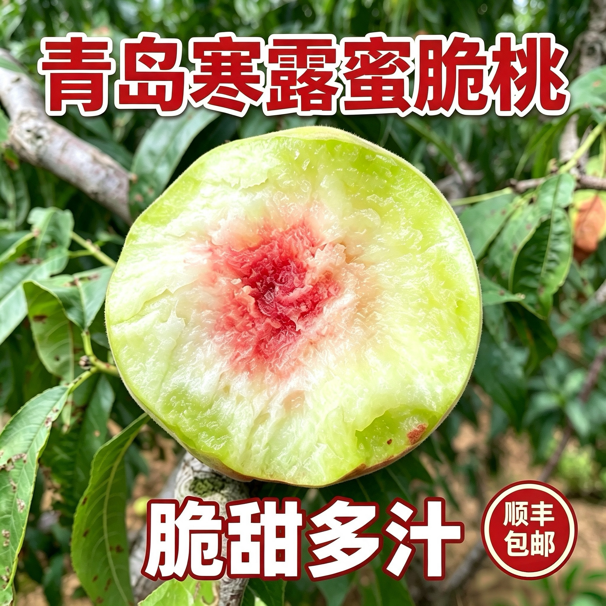 正宗青岛崂山寒露蜜桃子脆甜顺丰