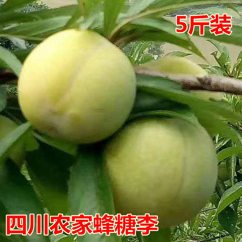 新鲜水果5斤装四川李子 青脆李李子