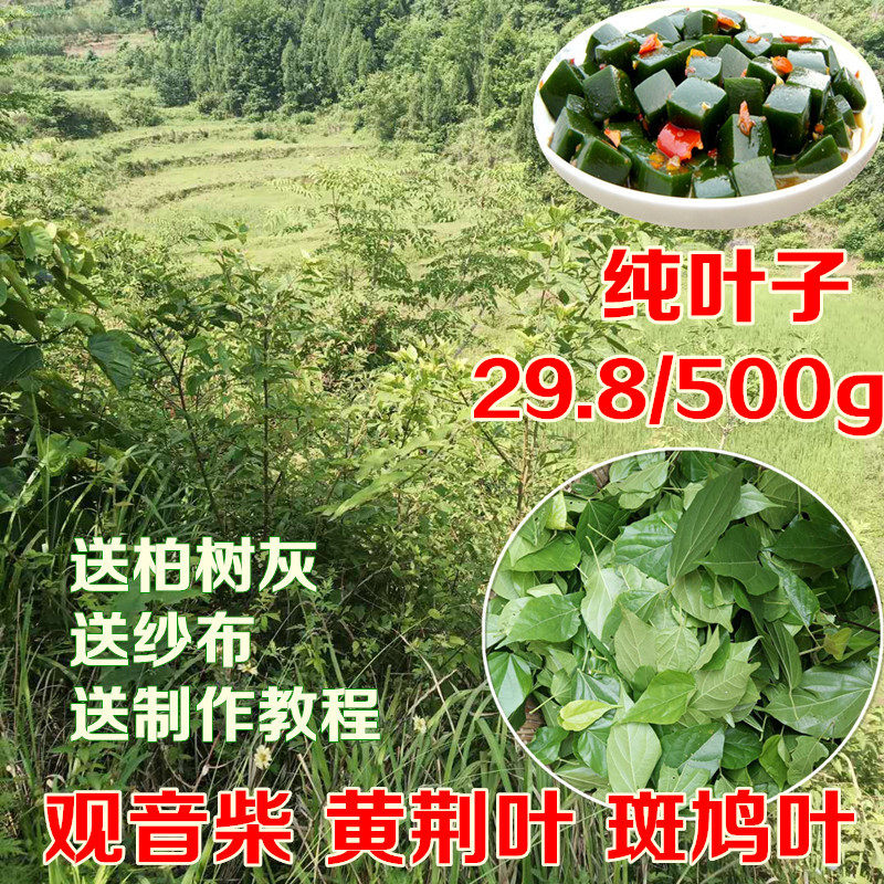四川纯野外新鲜豆腐柴树叶 臭黄荆叶 观音柴叶凉粉斑鸠树叶包邮