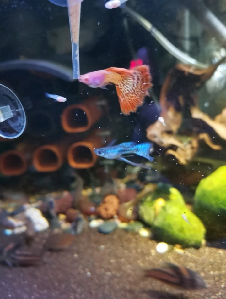 鱼缸自动喂食吸盘水族气管固定吸盘开口吸盘水族配件自动喂食器鱼