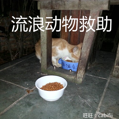 运费专用 店铺所得皆捐款救助流浪猫狗动物 日常2026.5.29更新