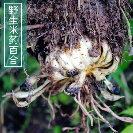 四川深山精选纯野生百合干无硫零添加 口感粉糯不苦可搭银耳莲子