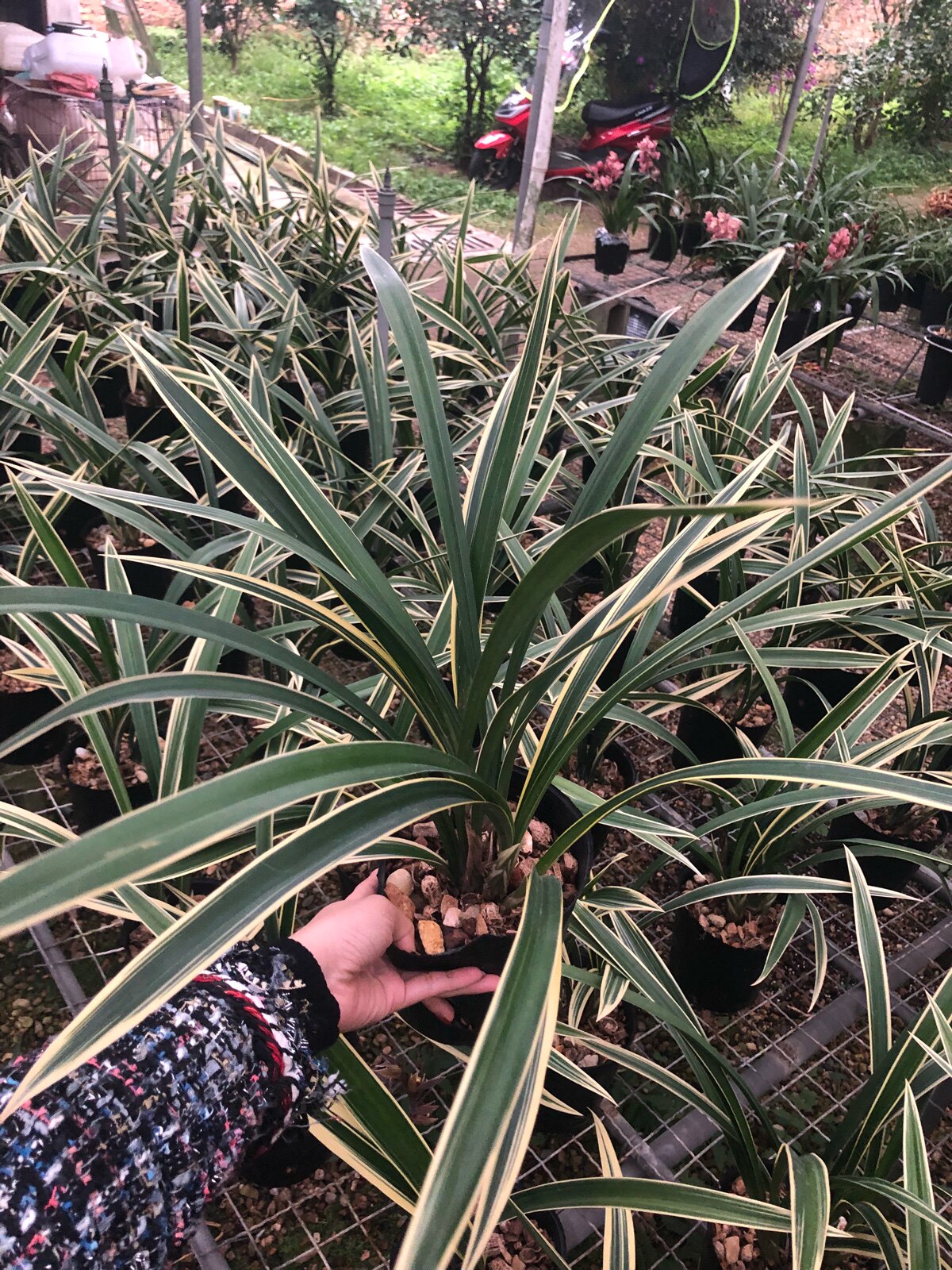 墨兰报岁兰太平洋冬带花苞高档线艺兰花苗大金边室内好养花卉绿植