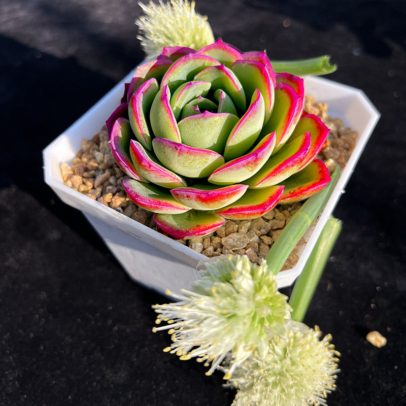 精控贵货晨露玫瑰红玉底多肉植物阳台办公室盆栽绿植大棵好养易货