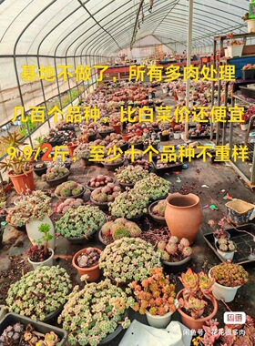 高端贵货老桩断枝东云随机按斤称多肉植物组合盆栽清仓包邮