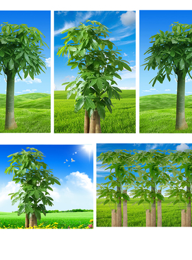 发财树招财树贴画绿色树木蓝天白云草地客厅大树玄关玻璃门自粘画