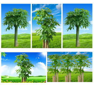 发财树招财树贴画绿色树木蓝天白云草地客厅大树玄关玻璃门自粘画