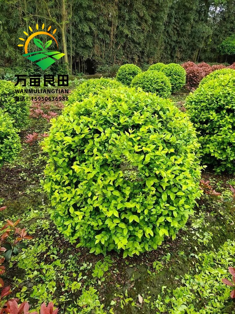 金森女贞球小叶女贞树苗金叶造型树球园林庭院绿化带造景耐寒植物