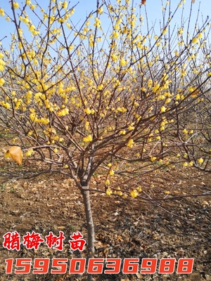 腊梅树苗原生丛生腊梅耐寒盆栽冬