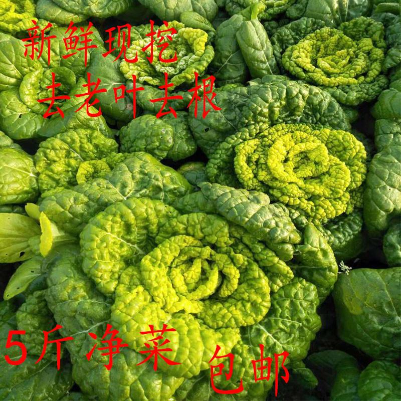 新鲜现挖河南自种霜打露天黄心菜食用菊花心乌塌菜小青菜涮火锅菜