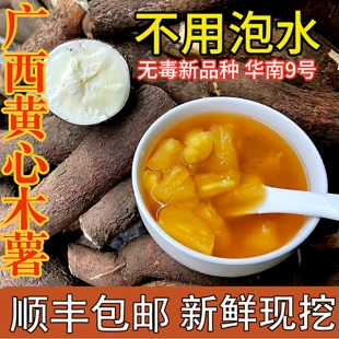 广西黄肉面包木薯新鲜现挖板栗黄心木薯粗粮粉香番薯糖水店同款