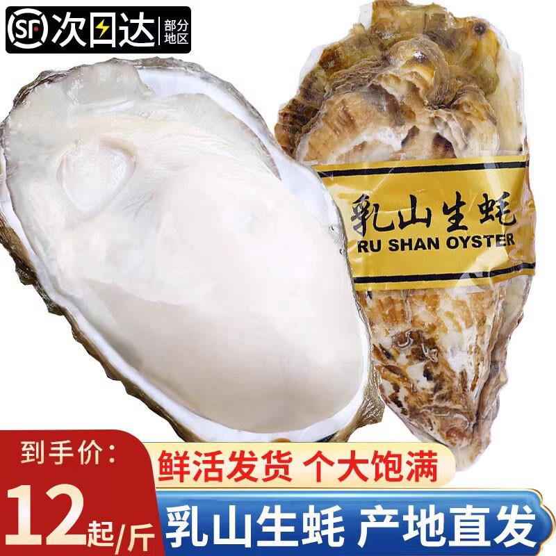 正宗乳山生蚝鲜活特大新鲜海蛎子刺身即食海鲜超大牡蛎鲜活