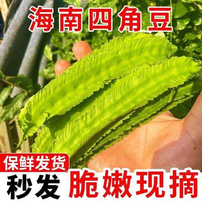 海南四棱豆四角豆龙角豆新鲜蔬菜皇帝豆三亚特产包邮