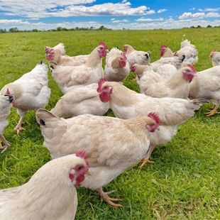 正宗农家散养土鸡正宗胡须鸡农村走地鸡笨老母鸡月子鸡童子鸡新鲜