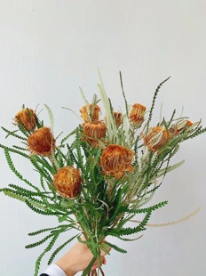 黄金佛塔鲜花  南非进口鲜花家用插花花期超长可做干花云南直发