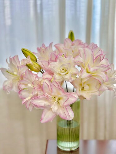 冰美人重瓣百合鲜切花家养云南直发顺丰包邮