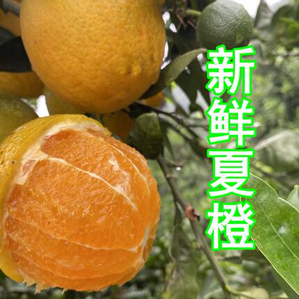 夏季橙子孕妇水果脐橙减脂水果低糖水果当季新鲜水果整箱