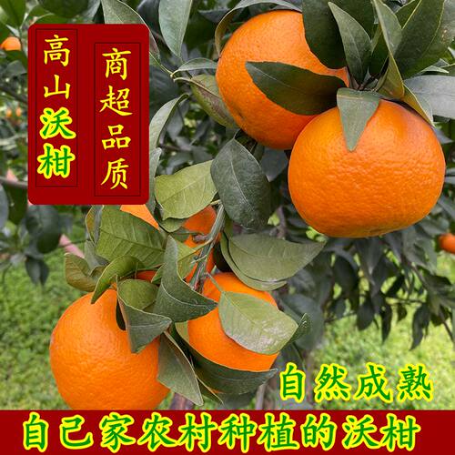 四川沃柑当季水果整箱10斤桔子