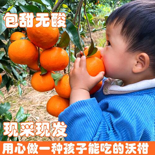 四川沃柑当季水果整箱10斤桔子