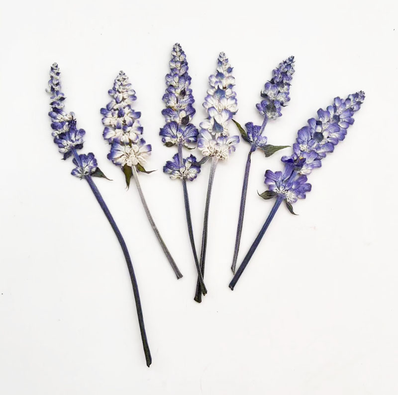 鼠尾草自然花押diy标本香薰蜡烛